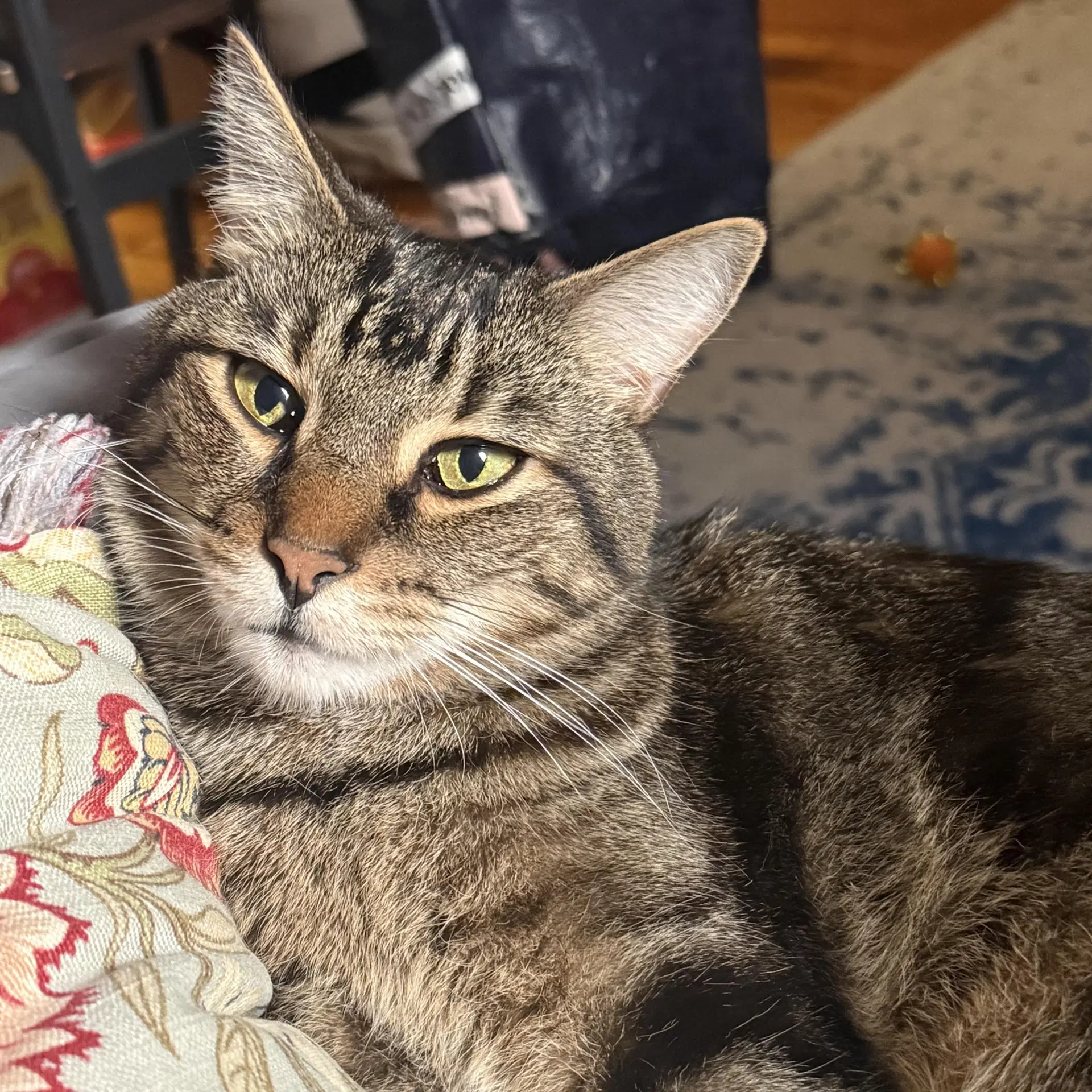 Eli - Domestic Short Hair