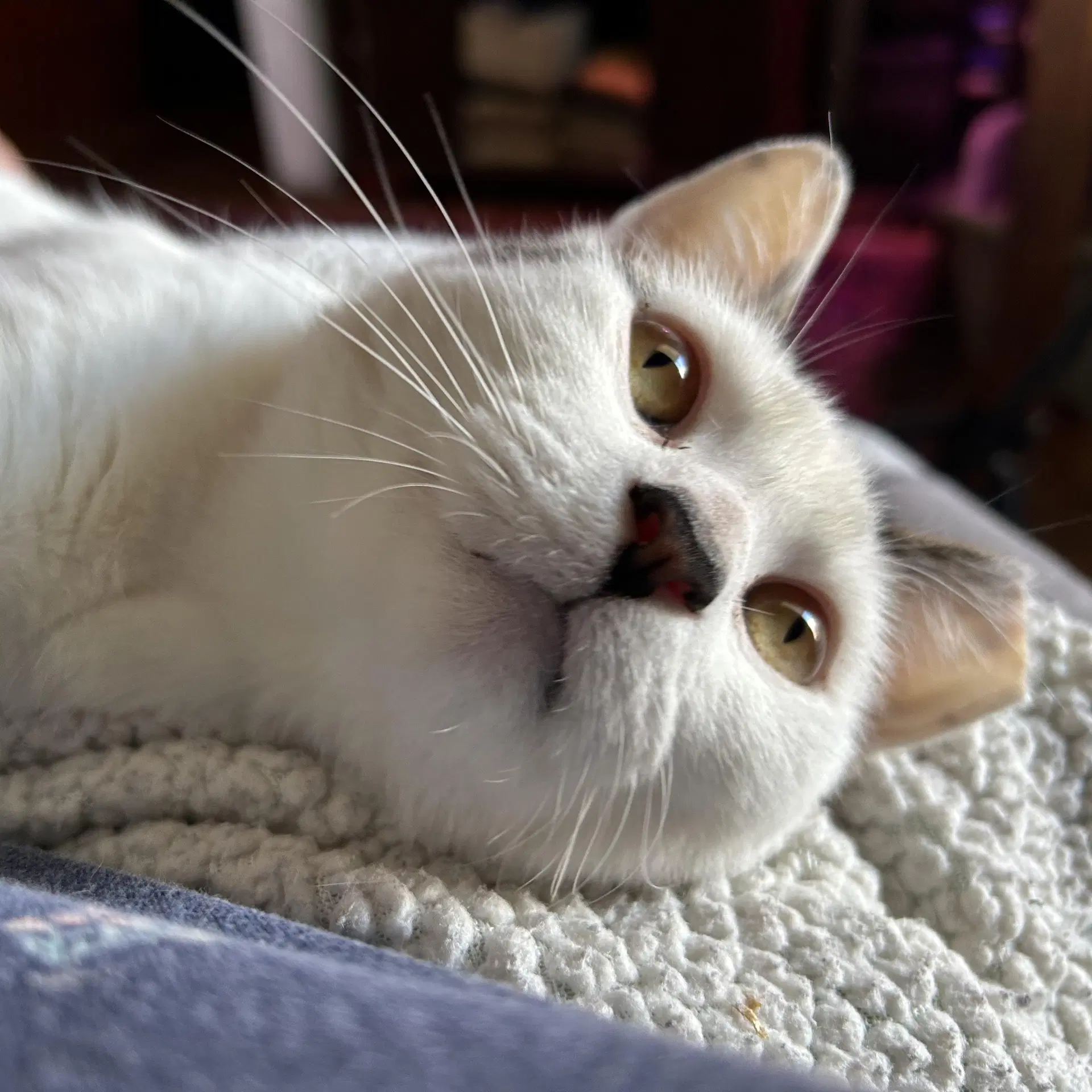 Suki - Domestic Short Hair