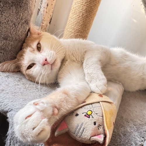 Creamsicle, an adoptable Domestic Short Hair in New york, NY