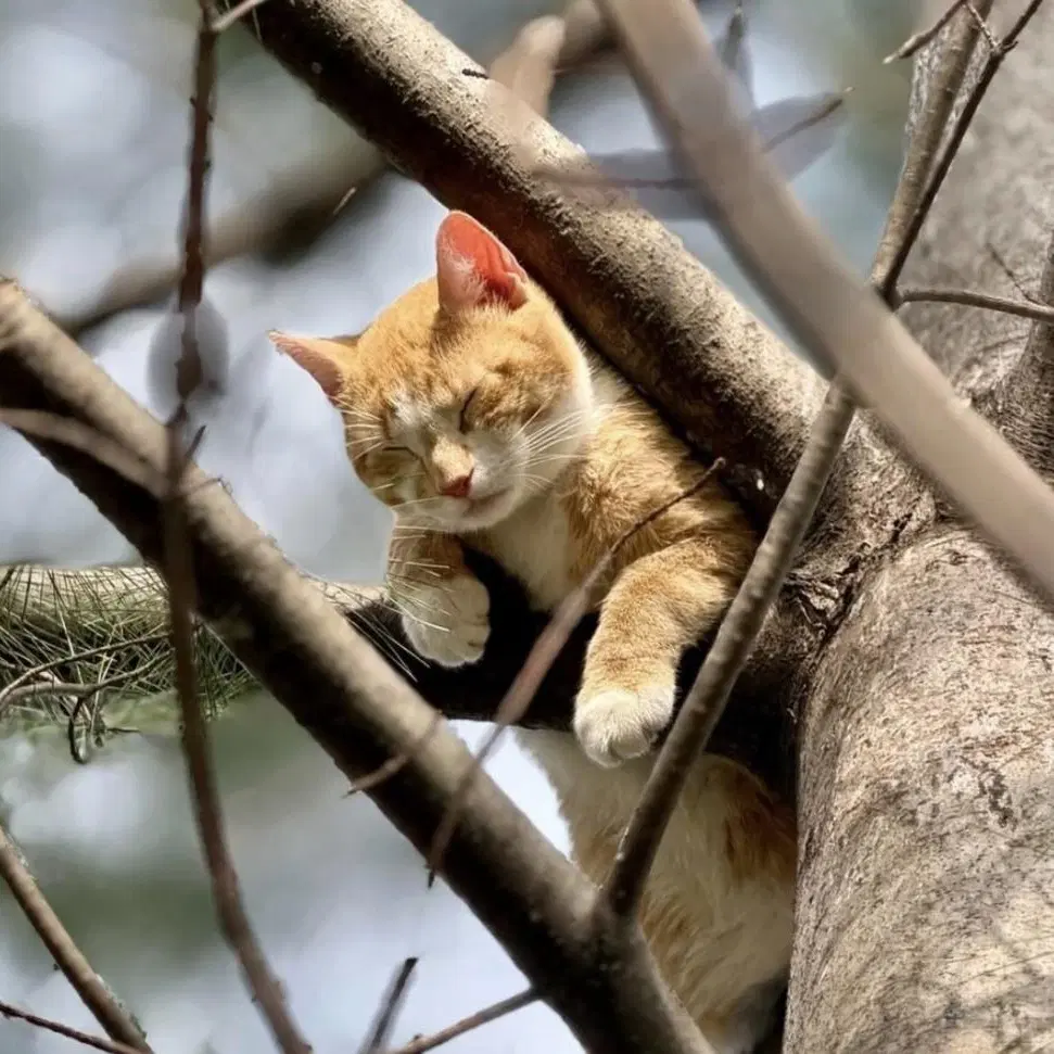 Jp - Domestic Short Hair