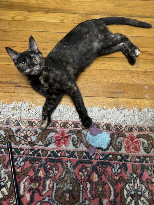 Shadow, an adoptable Domestic Short Hair in New york, NY