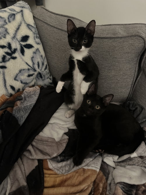 Fifi & Bob, an adoptable Domestic Short Hair in New york, NY