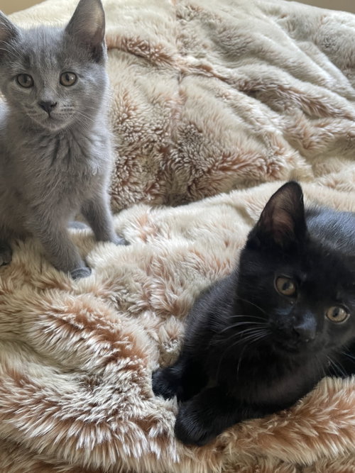 Endo & Secret, an adoptable Domestic Short Hair in New york, NY