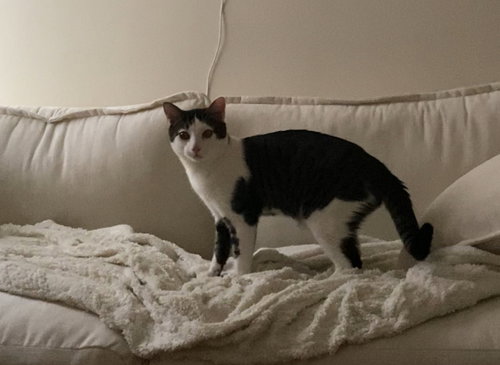 Riverside, Young Domestic Short Hair / Mixed (short coat), cat for adoption in New Brunswick, New Jersey
