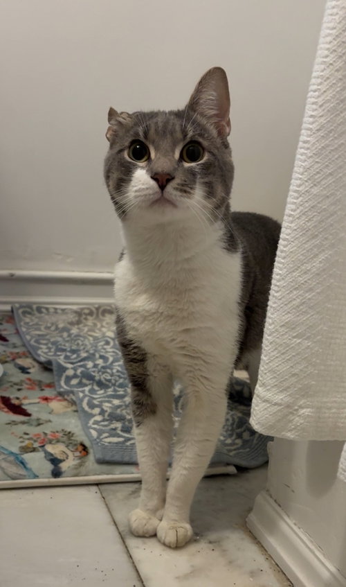 Crinkle, Young Domestic Short Hair / Mixed (short coat), cat for adoption in New Brunswick, New Jersey