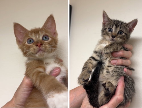 Porkchop and Alaska, an adoptable Domestic Short Hair in New york, NY