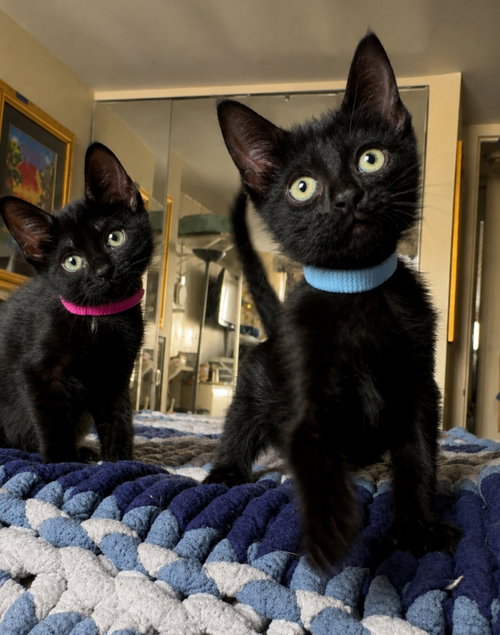 Katya and Chad Michaels, an adoptable Domestic Short Hair in New york, NY