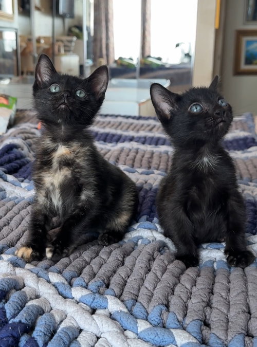 Trixie and Jujubee, an adoptable Domestic Short Hair in New york, NY