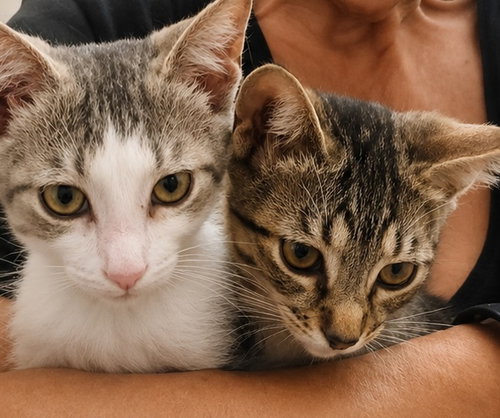 Stars and Stripes, an adoptable Domestic Short Hair in New york, NY