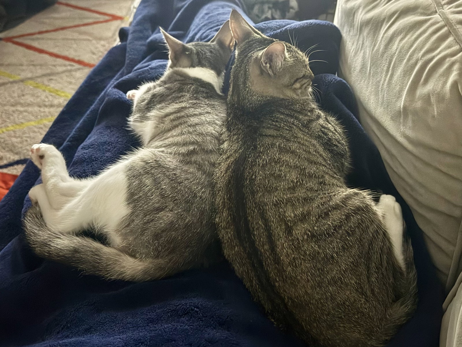 Stars and Stripes, Domestic Short Hair