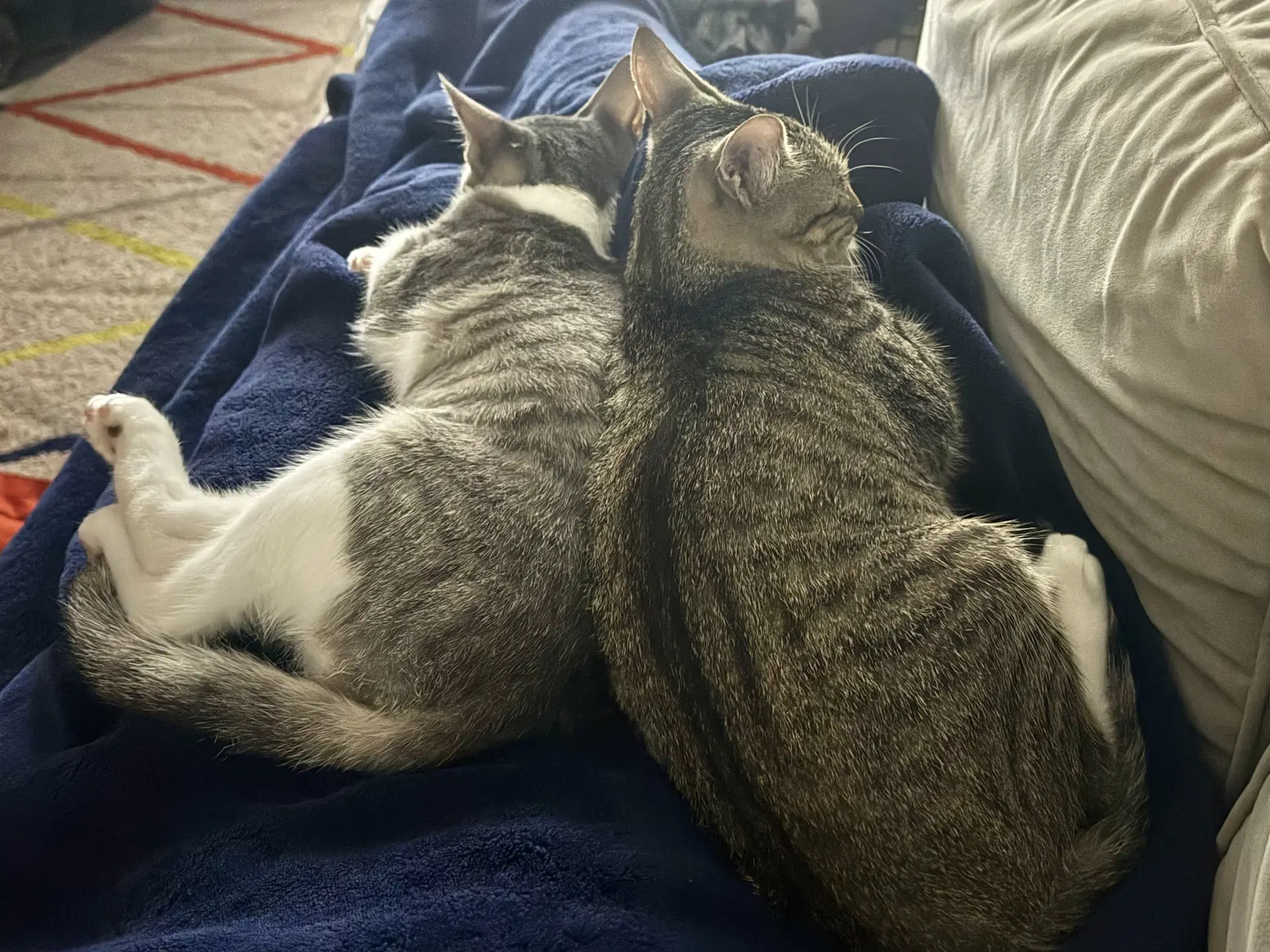 Stars And Stripes - Domestic Short Hair