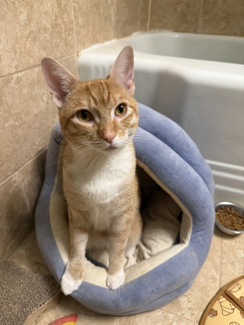 PJ, an adoptable Domestic Short Hair in New york, NY