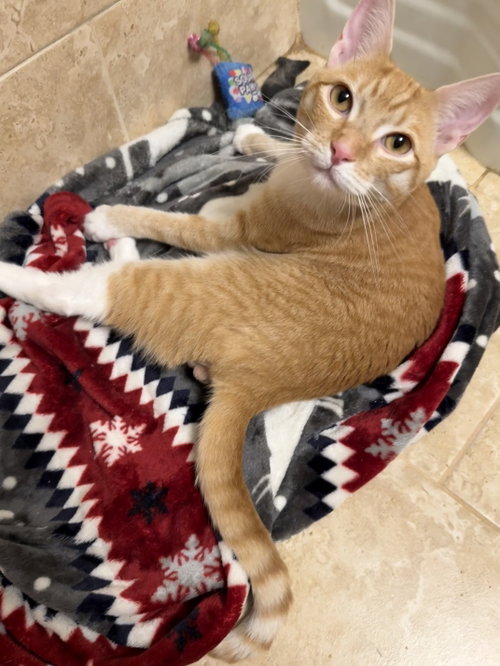 Pj photo 4