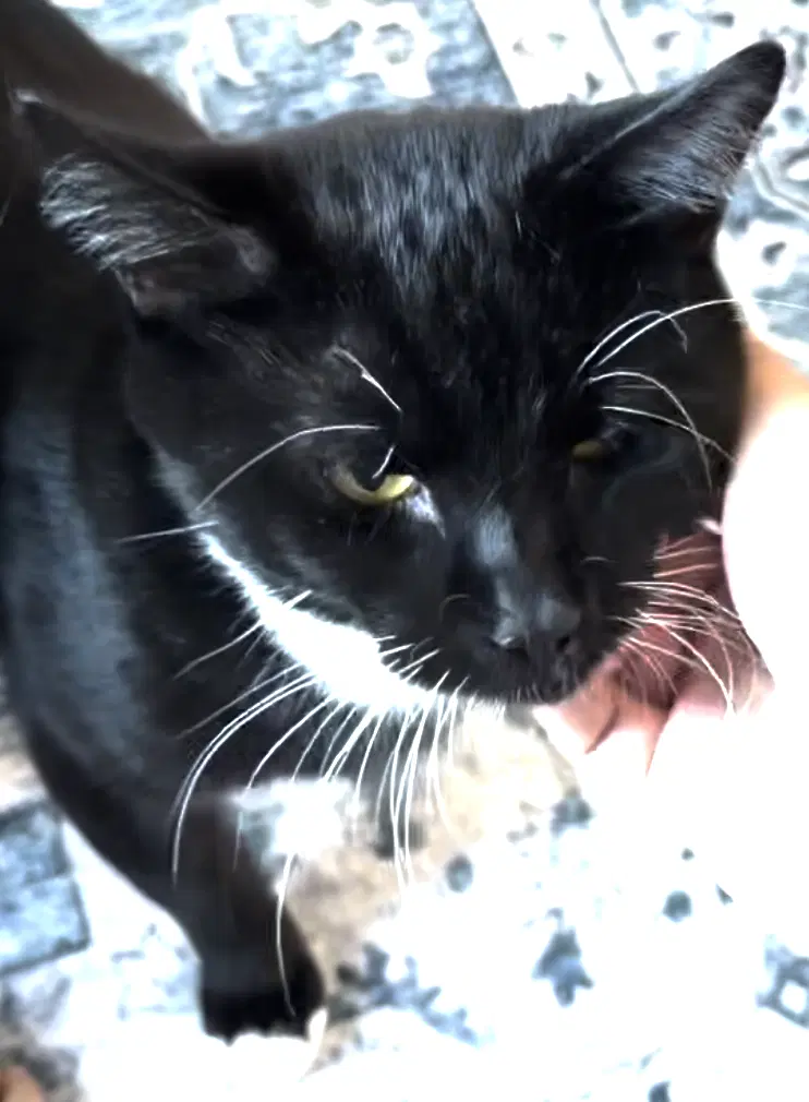 Ollie image 3