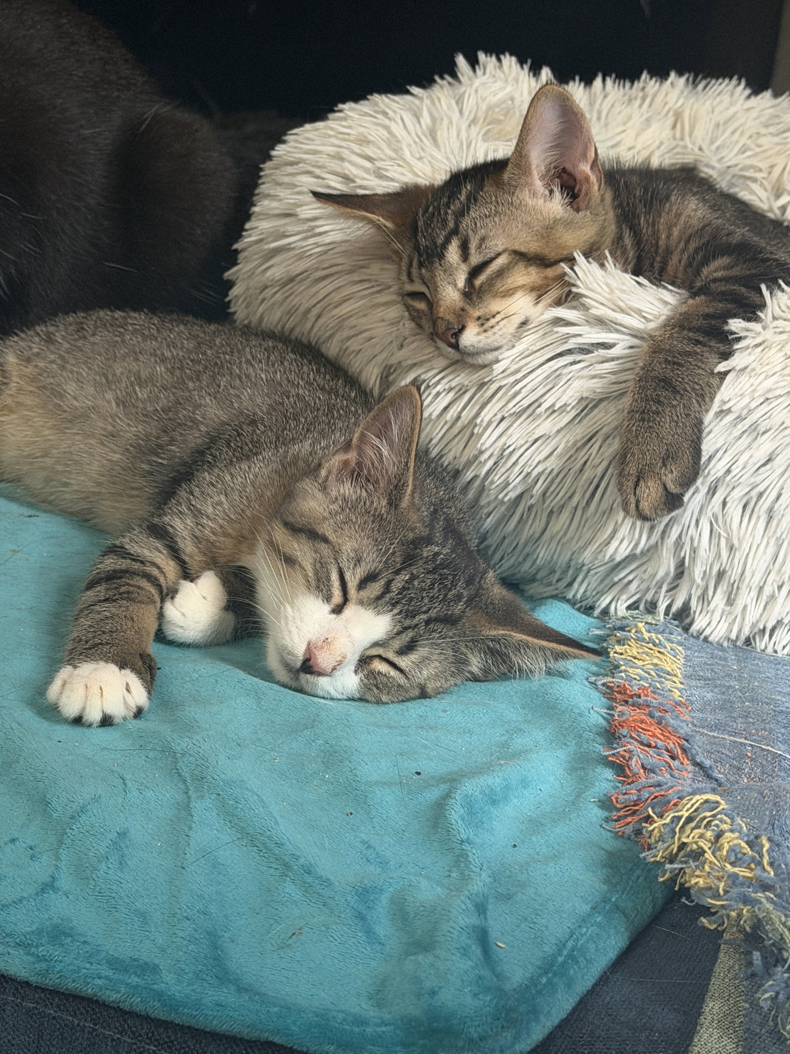 Artemis and Adonis, cat — photo 1 of 4