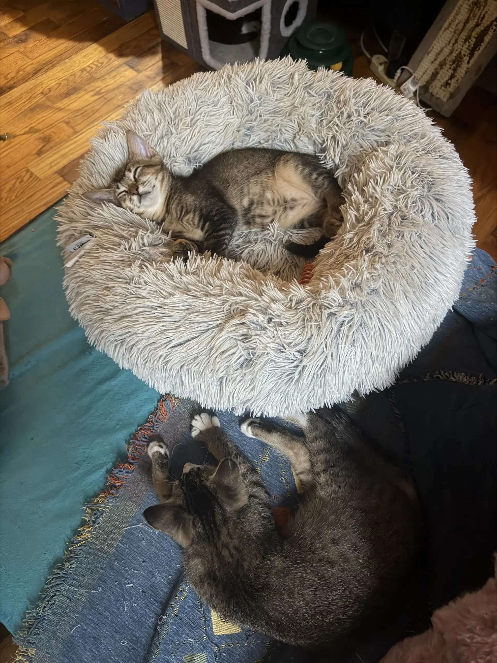 Artemis And Adonis image 4
