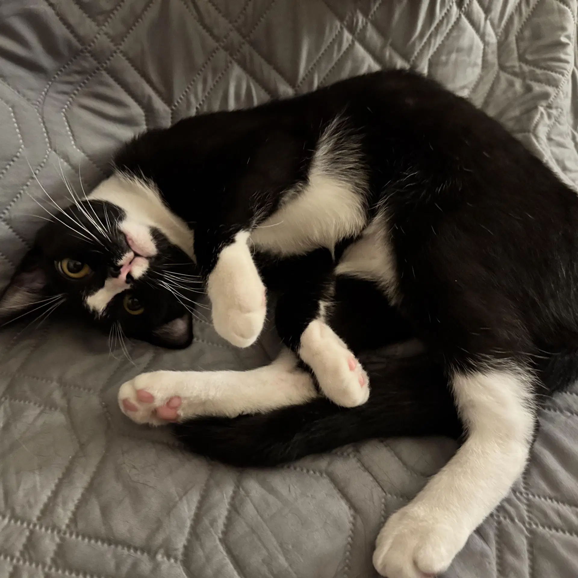 Big Man - Tuxedo