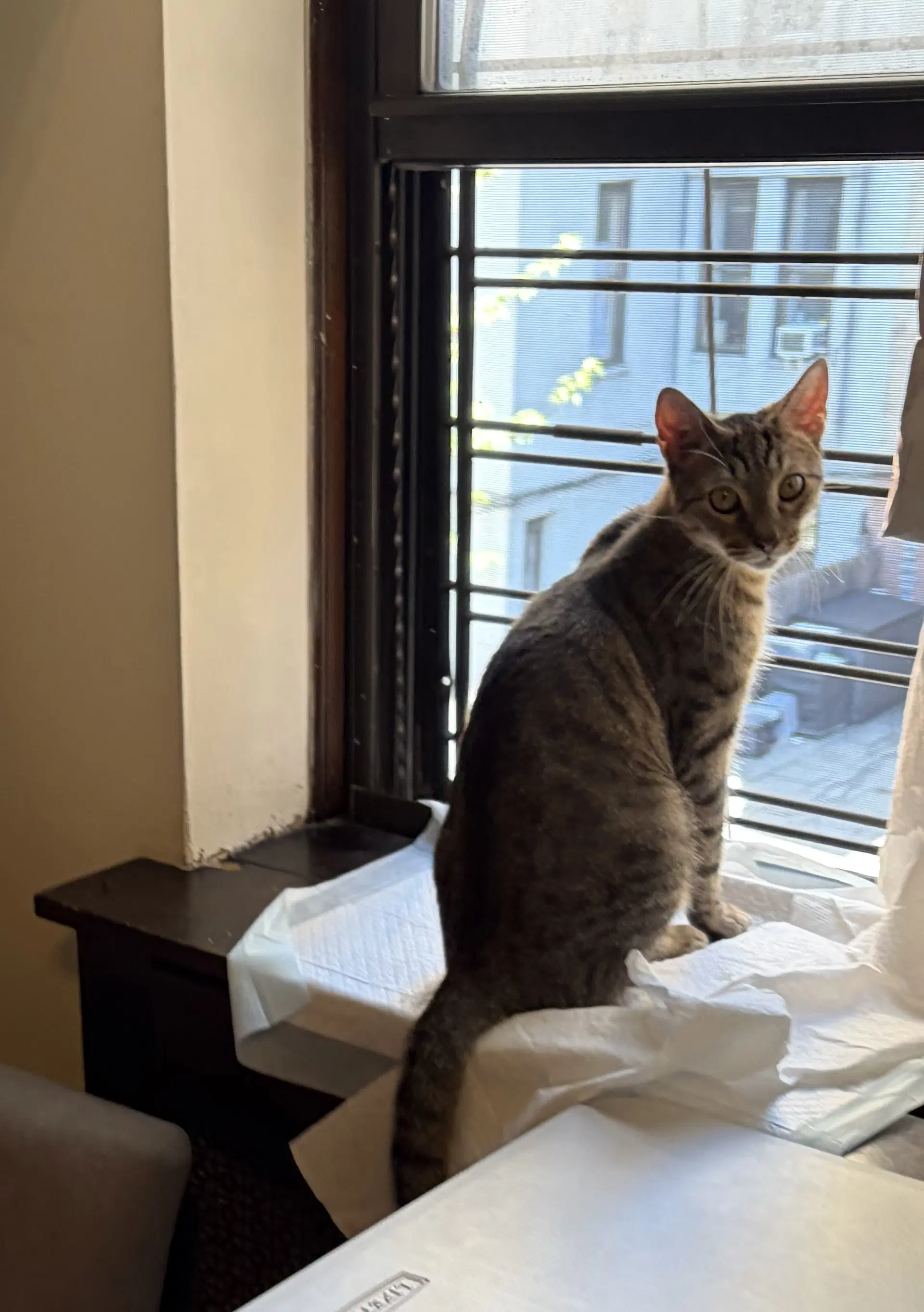 Stripey - Tabby