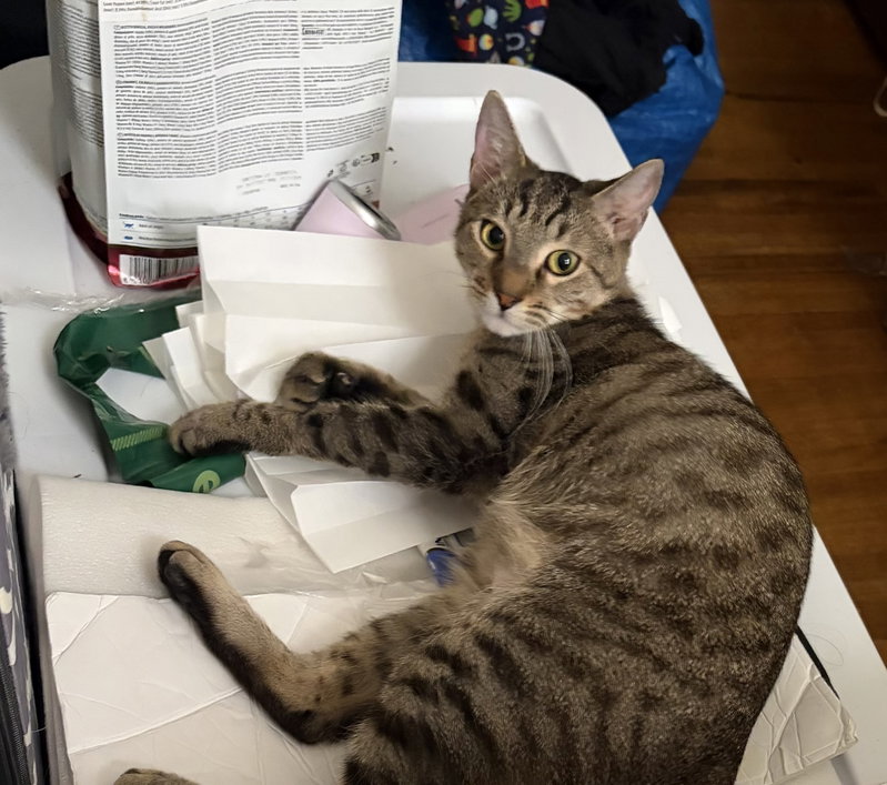 Stripey, photo 5