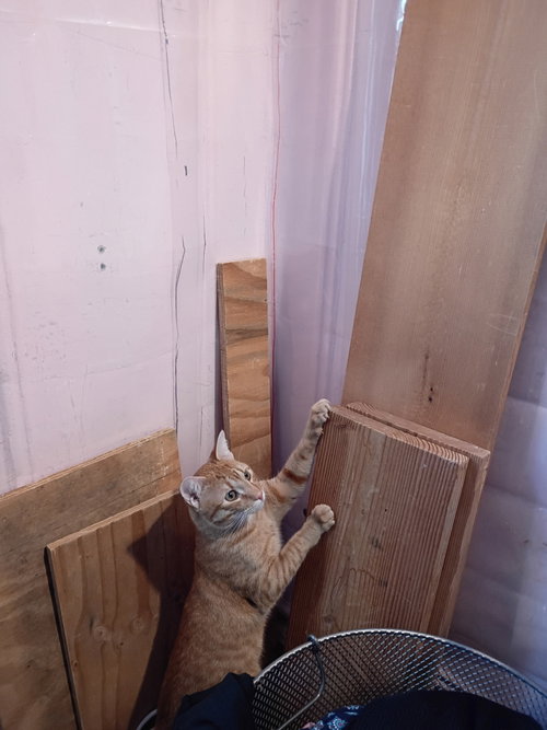 Slim, Domestic Short Hair / Mixed (short coat)