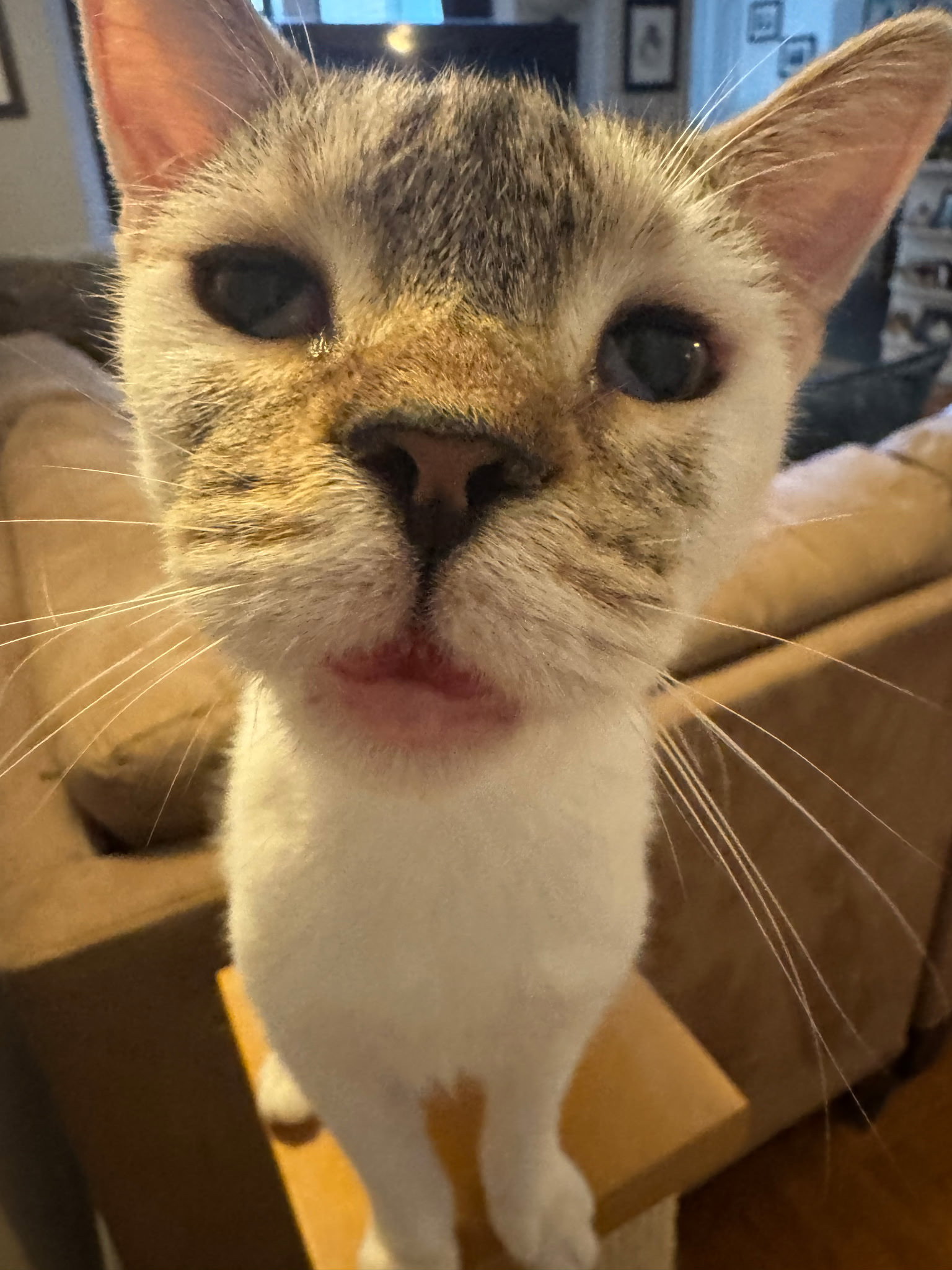 Gooseberry, cat — photo 1 of 4