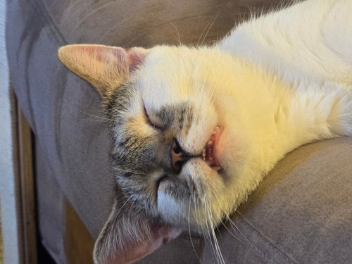 Photo 3 of Gooseberry
