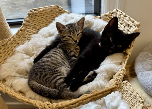Pop Tart and Lollipop, Domestic Short Hair / Mixed (short coat)