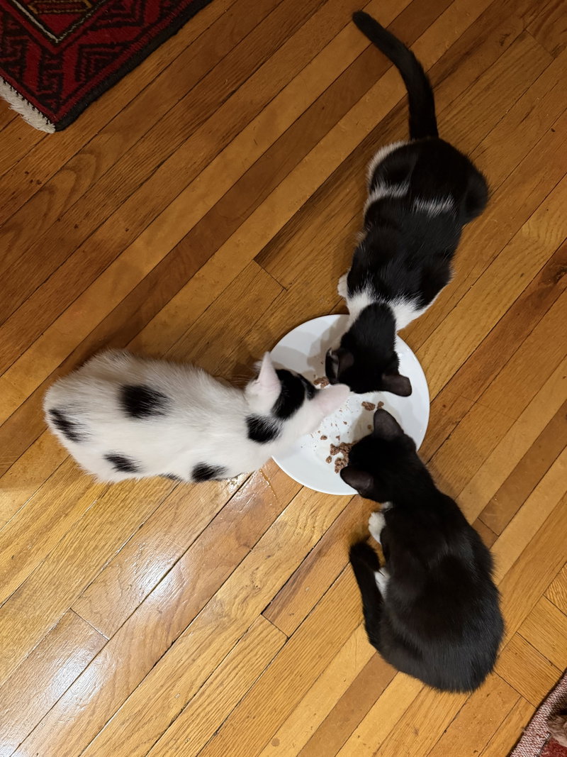 Minnow, Polliwog, Dalmatian Molly, photo 3