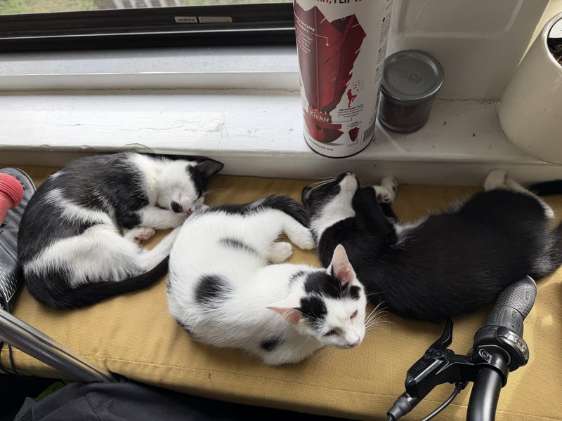 Minnow, Polliwog, Dalmatian Molly, photo 4
