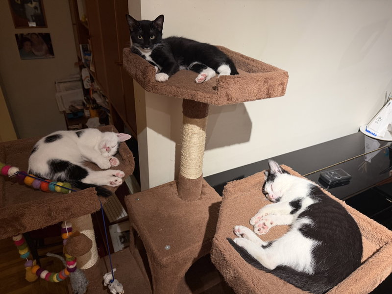 Minnow, Polliwog, Dalmatian Molly, photo 5