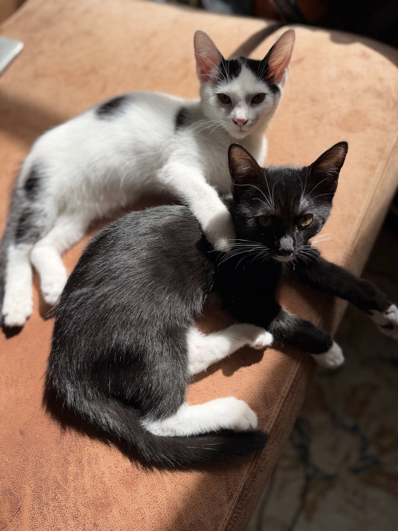 Minnow, Polliwog, Dalmatian Molly, photo 6