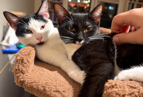 Minnow & Polliwog, Tuxedo / Domestic Short Hair / Mixed (short coat)