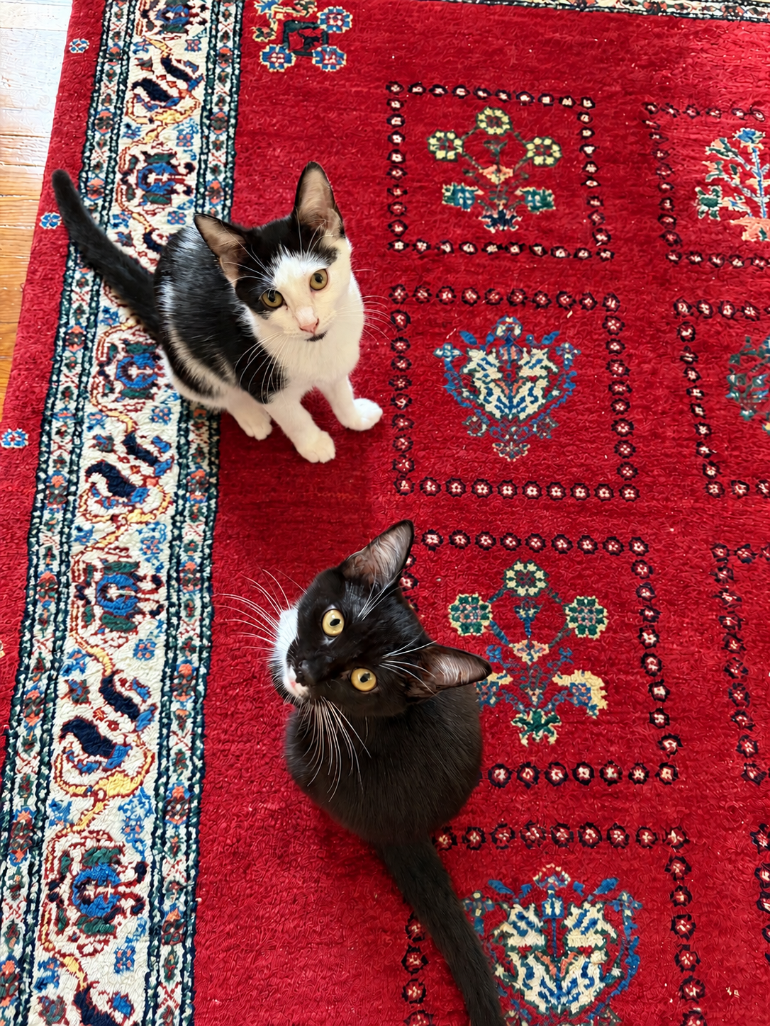 Minnow & Polliwog, photo 2