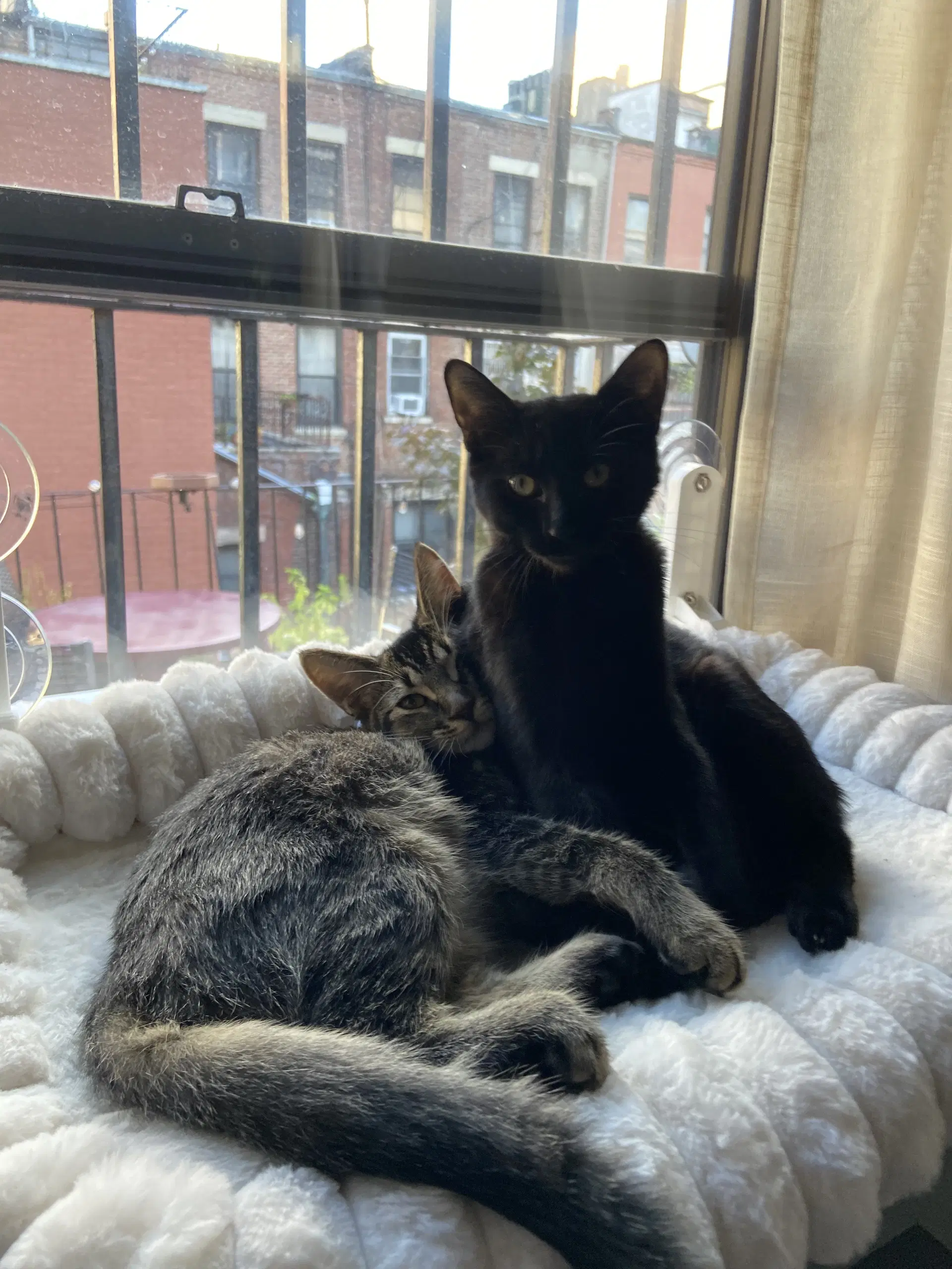 Gladys And Mellie - Tabby