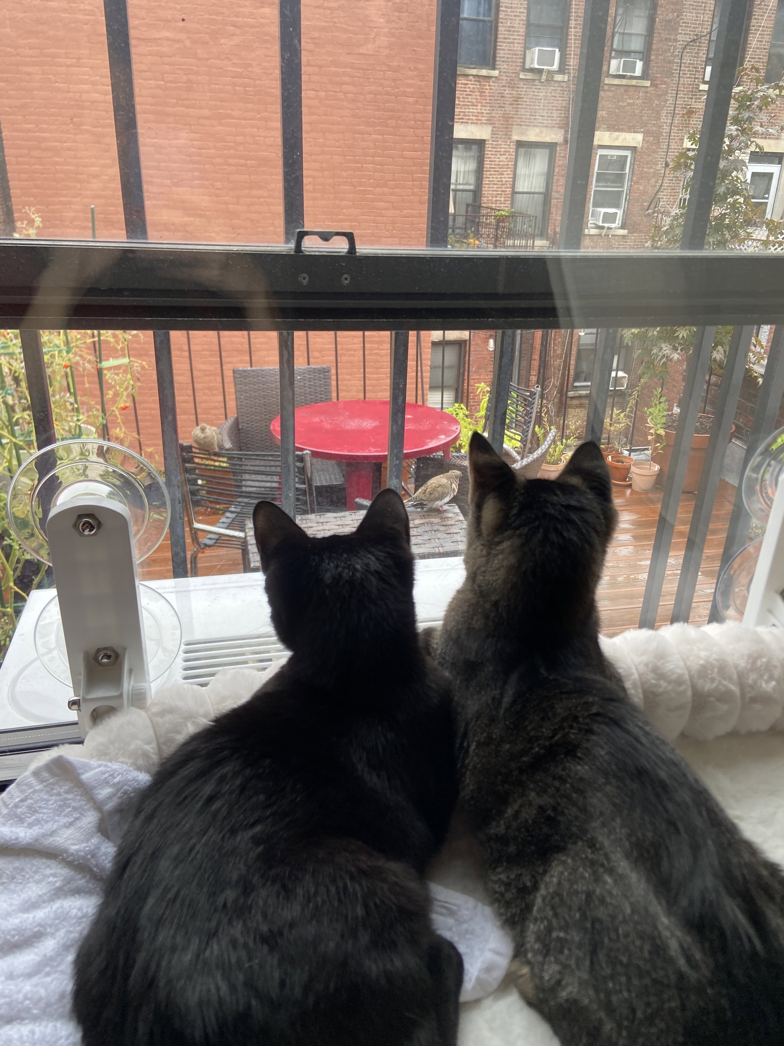 Gladys and Mellie, photo 2