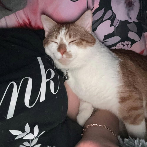 Joey, Young Domestic Short Hair / Mixed, cat for adoption in Orland Park, Illinois