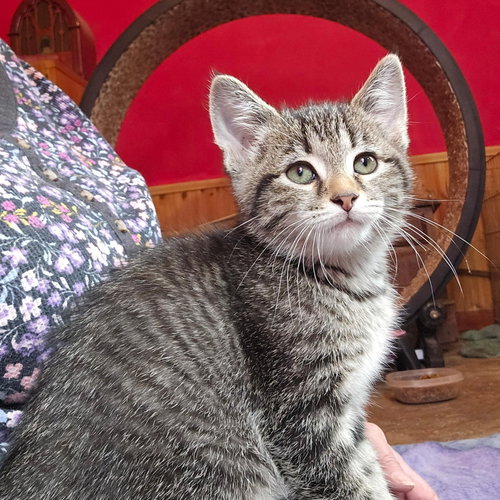 Lily, Baby Domestic Short Hair / Mixed (short coat), cat for adoption in Orland Park, Illinois