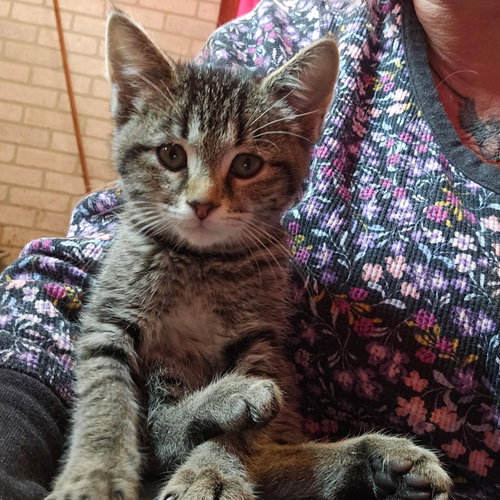 Daisy, Baby Domestic Short Hair / Mixed (short coat), cat for adoption in Orland Park, Illinois