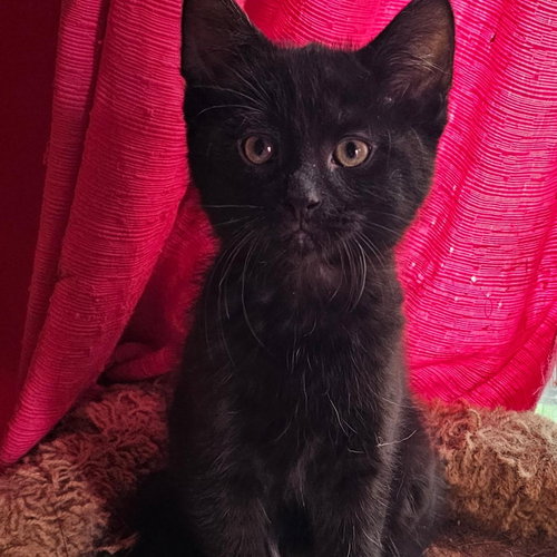 Ivy, Baby Domestic Short Hair / Mixed (short coat), cat for adoption in Orland Park, Illinois