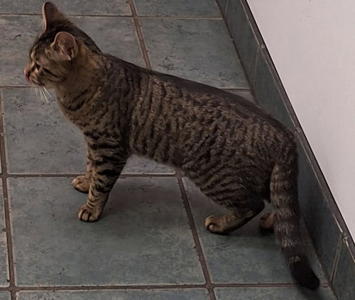 Beju, Baby Tabby / Mixed (short coat), cat for adoption in Orland Park, Illinois