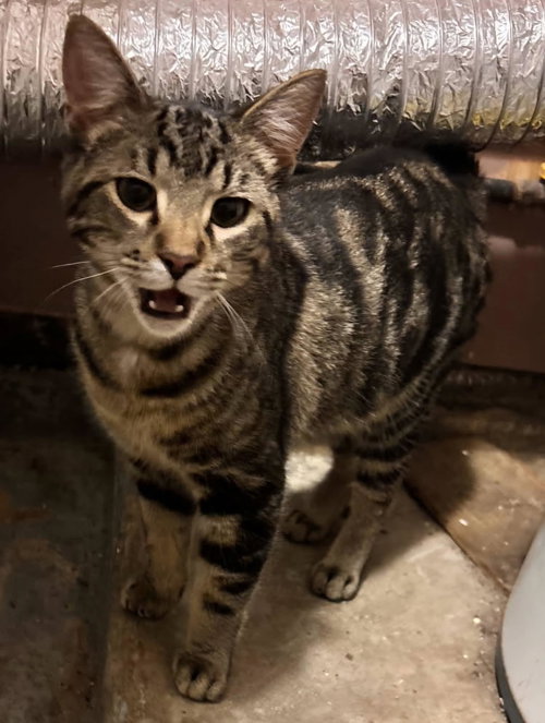 Phillip, Young Tabby / Mixed (short coat), cat for adoption in Orland Park, Illinois
