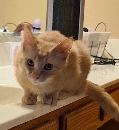 Piper, Young Domestic Short Hair / Mixed (medium coat), cat for adoption in Orland Park, Illinois