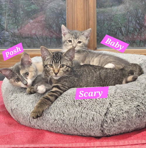 Scary & Baby, Baby Tabby / Mixed (short coat), cat for adoption in Orland Park, Illinois