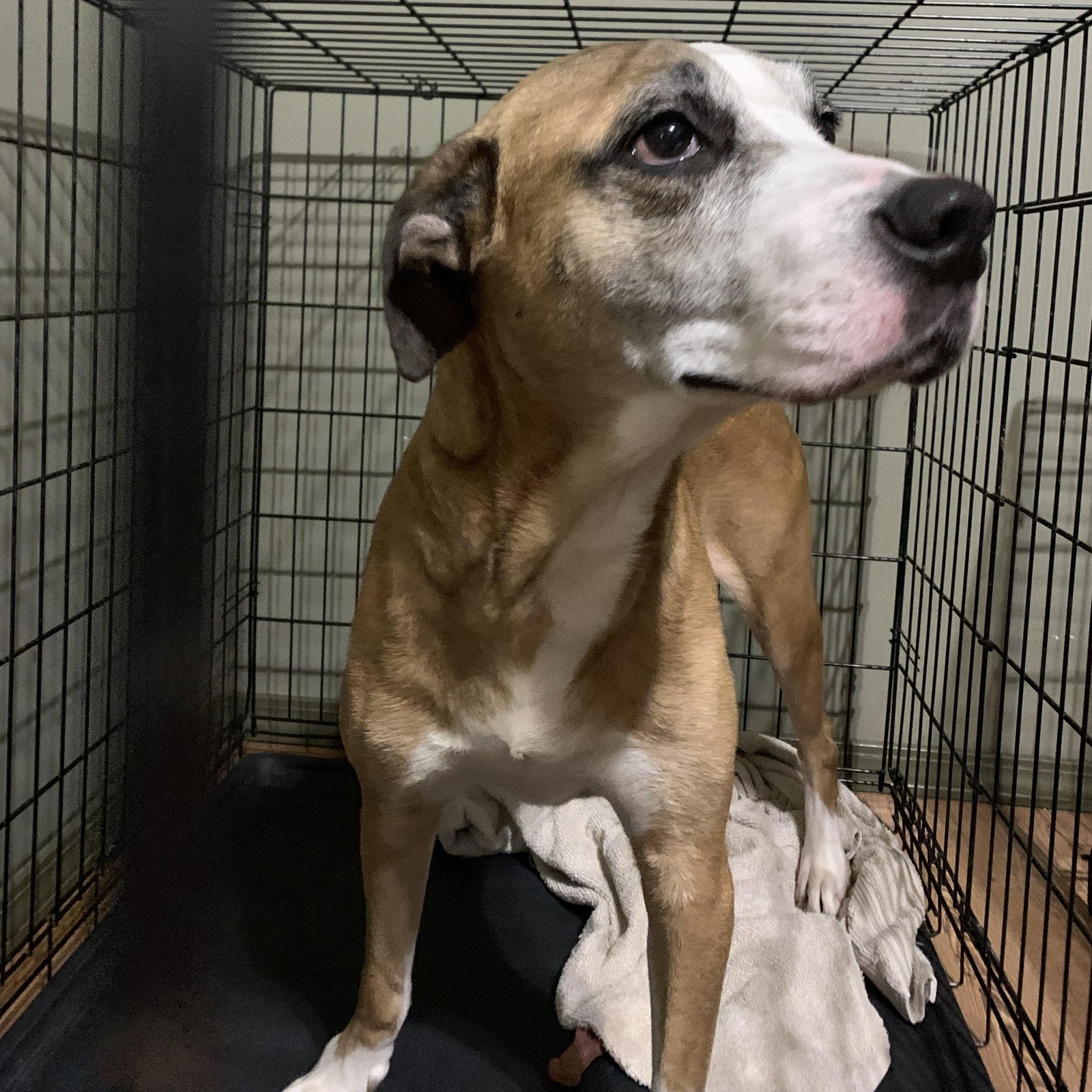 Chicago Lab Rescue Dog for Adoption - Ruby, a Labrador Retriever in Chicago, IL | Alpha Paw
