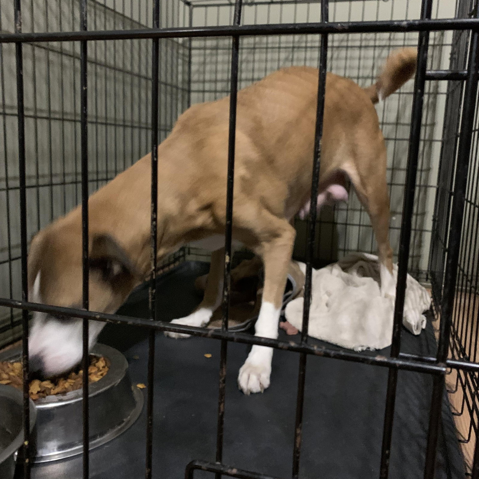Chicago Lab Rescue Dog for Adoption - Ruby, a Labrador Retriever in Chicago, IL | Alpha Paw
