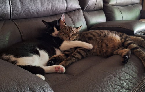 Buddy, Young Tabby (short coat), cat for adoption in Orland Park, Illinois