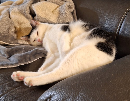 Moe, Young Domestic Short Hair / Mixed (short coat), cat for adoption in Orland Park, Illinois