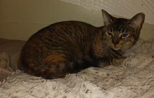Moonlight, Adult Domestic Short Hair / Mixed (short coat), cat for adoption in Orland Park, Illinois