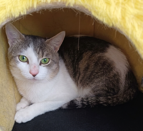 Nino, Young Domestic Short Hair / Mixed (short coat), cat for adoption in Orland Park, Illinois
