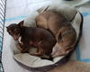 adoptable Dog in Jackson, NJ named JOJO & GIGI - Bonded Pair